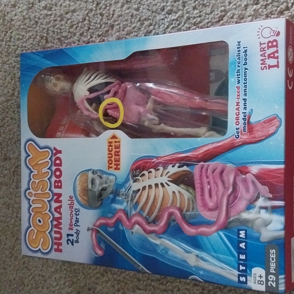Human body /anatomy set
